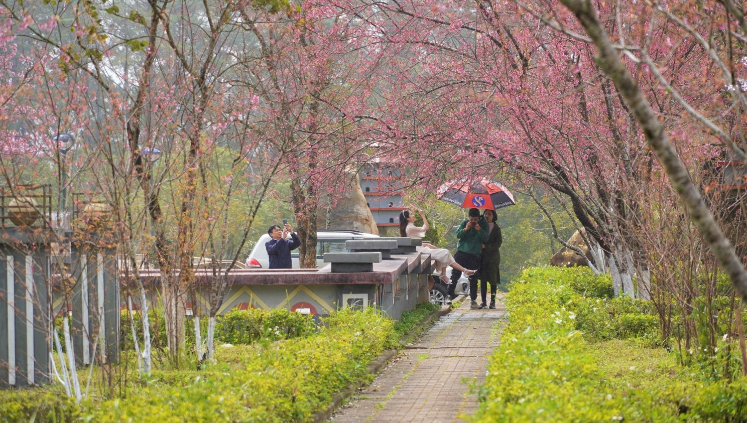 Ngắm mai anh đào nở rộ ở Măng Đen