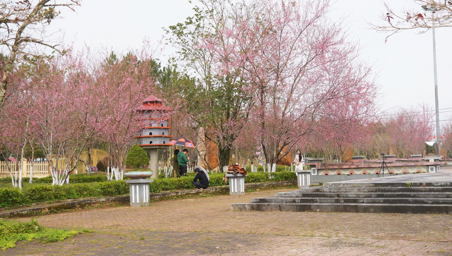 Ngắm mai anh đào nở rộ ở Măng Đen