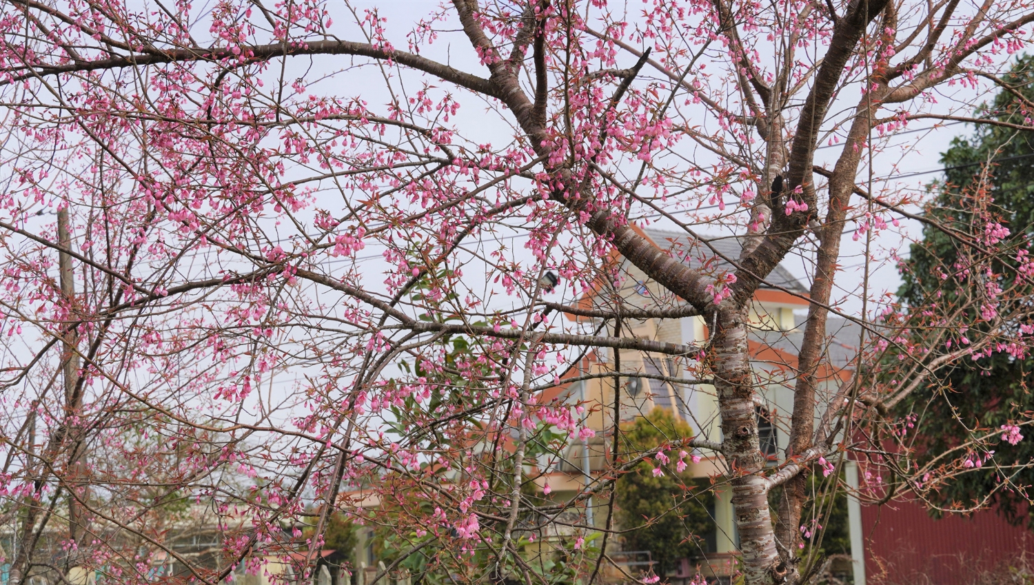 Ngắm mai anh đào nở rộ ở Măng Đen