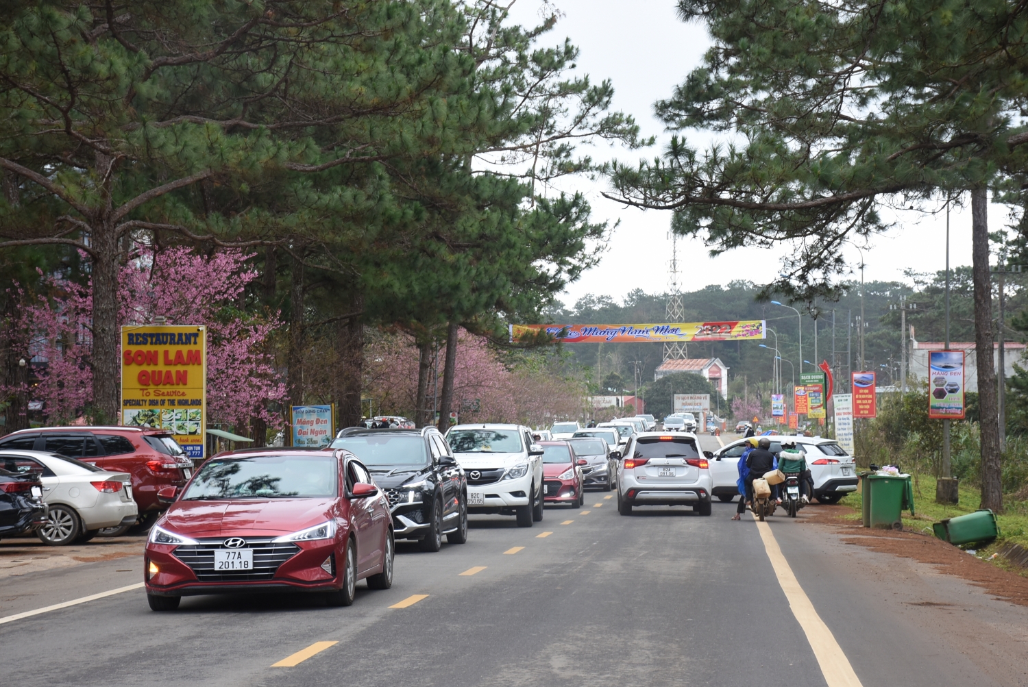 Ngắm mai anh đào nở rộ ở Măng Đen