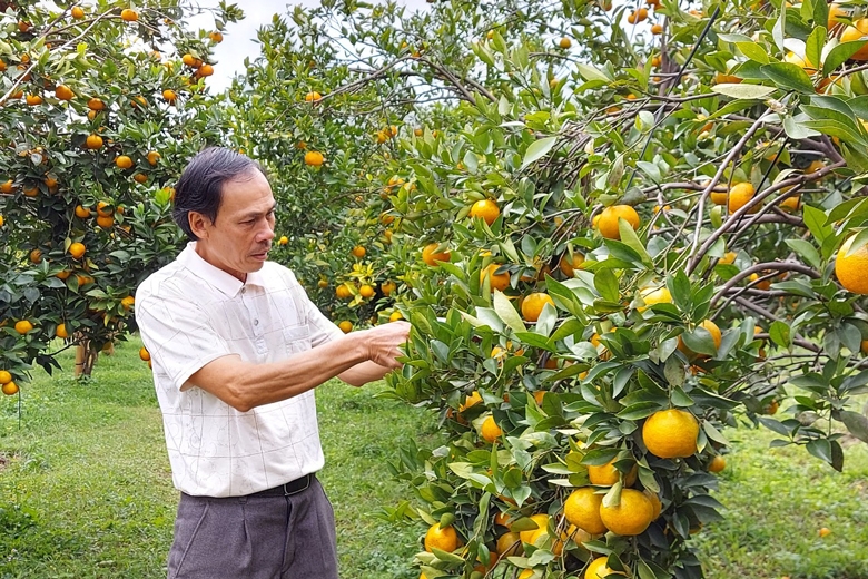 Mê mẩn với vườn quýt hồng chín rộ ở P'ró