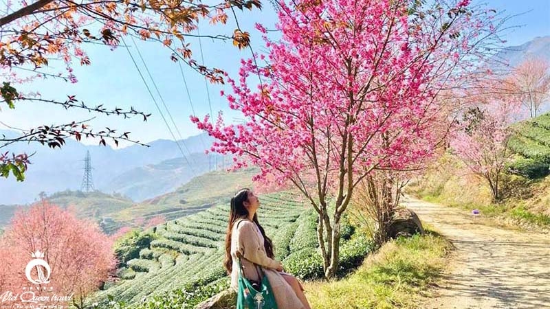 Khám phá những đồi chè đẹp và ấn tượng Việt Nam