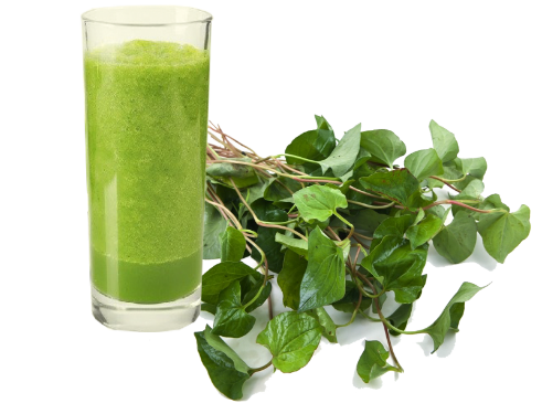 Những công dụng chữa bệnh hiệu quả của rau diếp cá