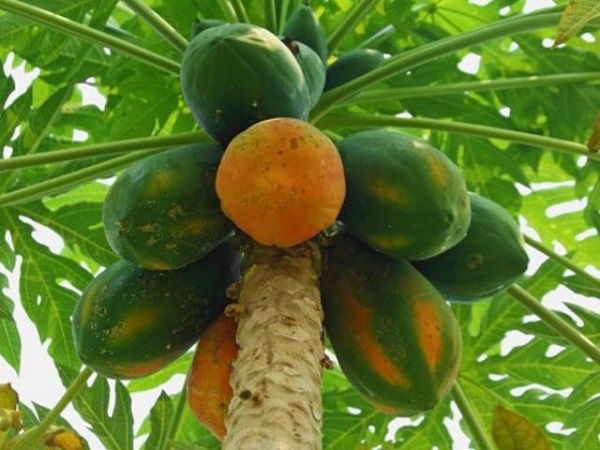 Công dụng và những bài thuốc hay từ quả đu đủ