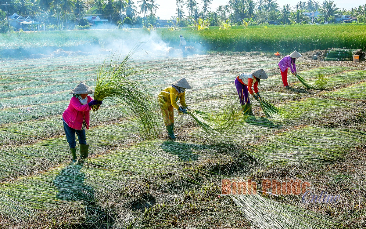 Khám phá vẻ đẹp ở làng nghề dệt chiếu trăm tuổi