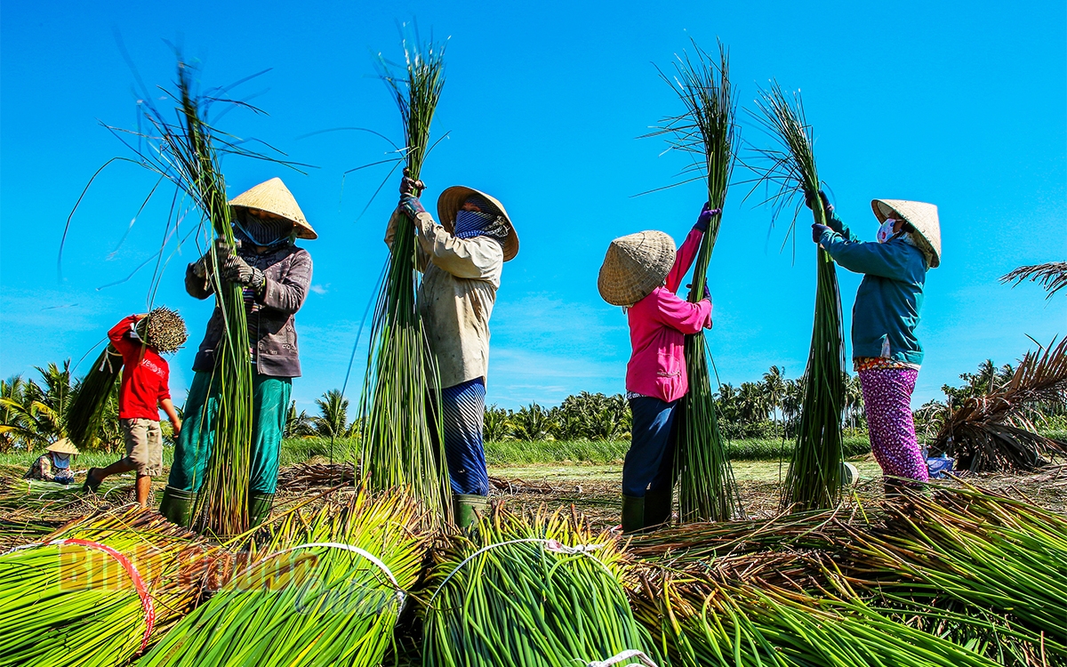 Khám phá vẻ đẹp ở làng nghề dệt chiếu trăm tuổi
