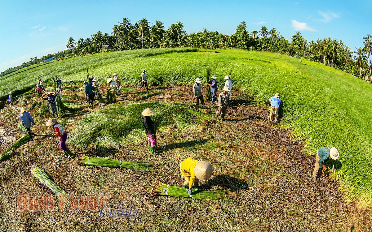 Khám phá vẻ đẹp ở làng nghề dệt chiếu trăm tuổi