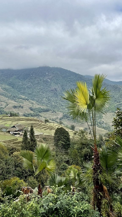Nhà mái rêu