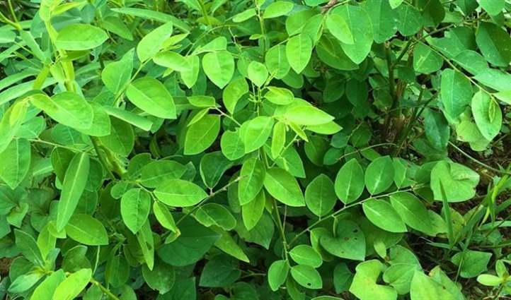 Phụ nữ mang thai không nên ăn gì