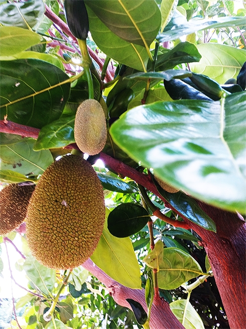 Hương vị quê nhà: Gỏi mít miệt vườn