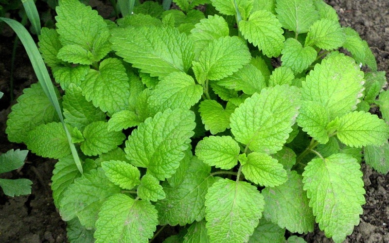 Những loại cây trồng ở bếp vừa đẹp lại khử mùi hiệu quả