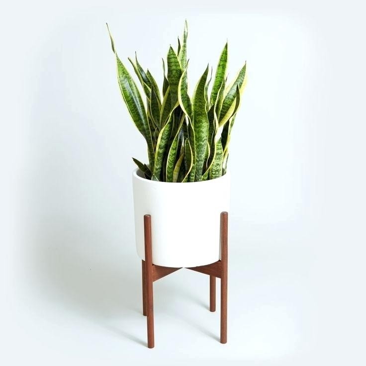 Những loại cây trồng ở bếp vừa đẹp lại khử mùi hiệu quả