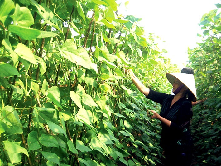 Top 10 điểm đến không thể bỏ lỡ khi đến thành phố Việt Trì