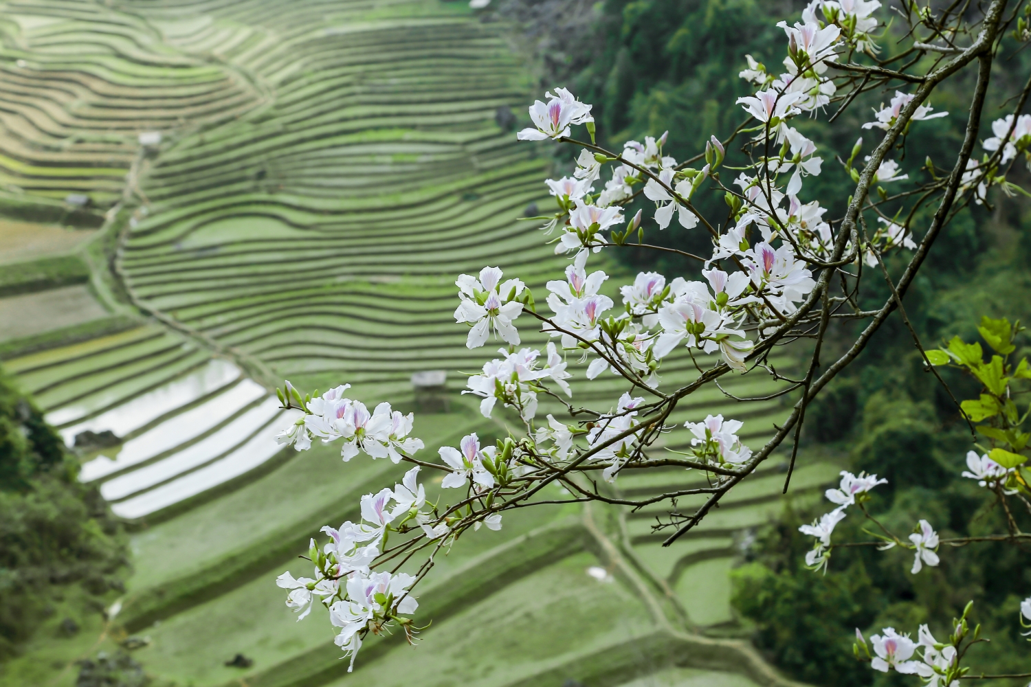 Đến Điện Biên mùa hoa ban