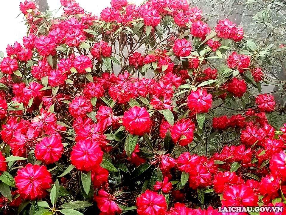 Săn hoa Đỗ Quyên trên đỉnh Pu Ta Leng Săn hoa Đỗ Quyên trên đỉnh Pu Ta Leng