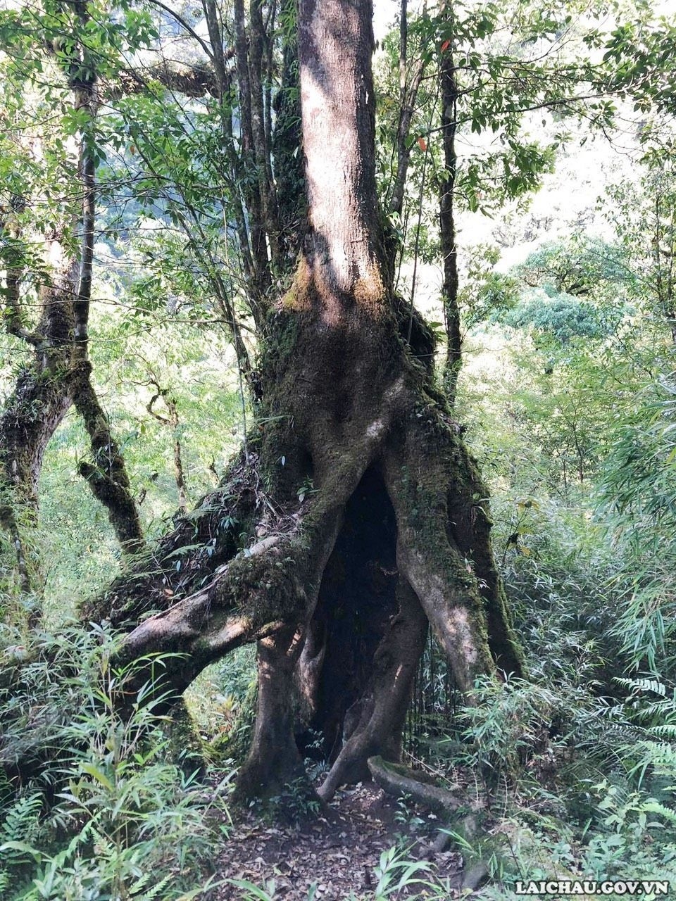 Săn hoa Đỗ Quyên trên đỉnh Pu Ta Leng Săn hoa Đỗ Quyên trên đỉnh Pu Ta Leng
