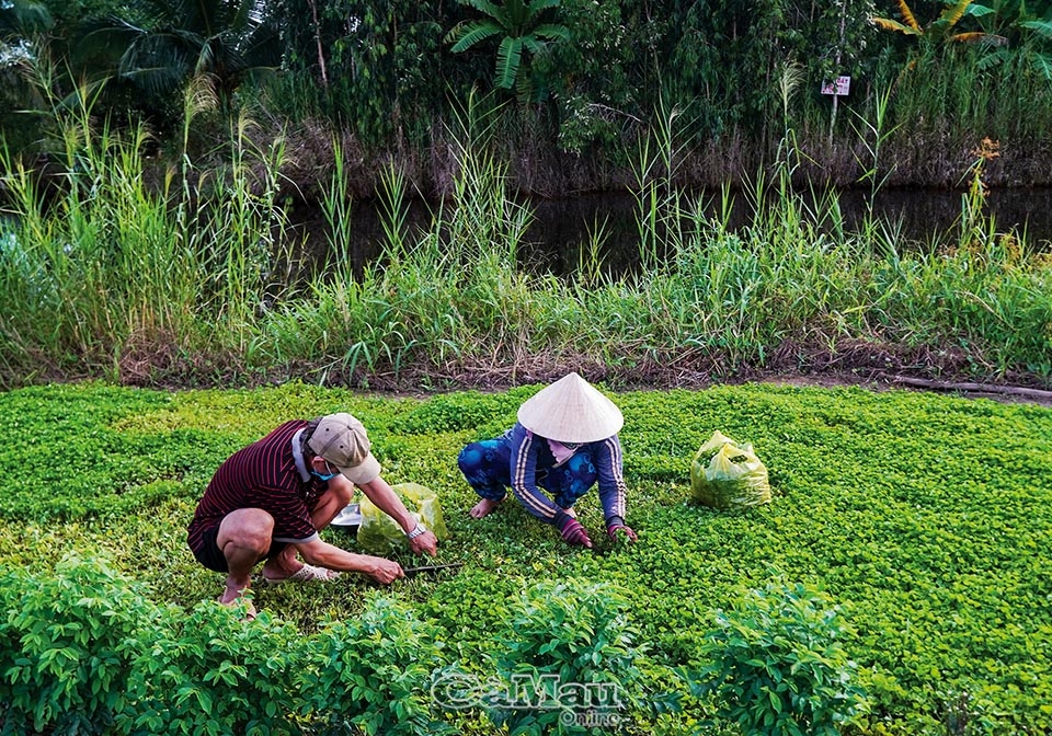 Về U Minh thưởng thức gỏi nhộng ong