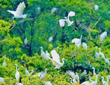 Vĩnh Phúc: Đánh thức tiềm năng du lịch Vườn cò Hải Lựu