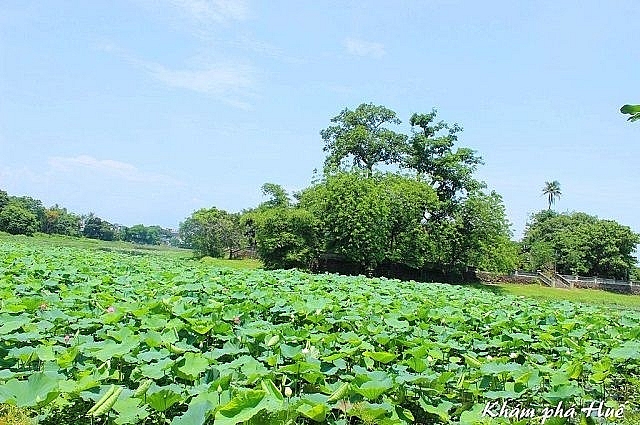 Đảo Bồng Lai - hồ Tịnh Tâm: Vườn ngự uyển bên Kinh thành Huế Đảo Bồng Lai - hồ Tịnh Tâm: Vườn ngự uyển bên Kinh thành Huế