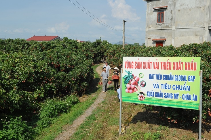 Xoay chuyển tình thế tiêu thụ nông sản tới vụ giữa tâm dịch Covid-19 Xoay chuyển tình thế tiêu thụ nông sản tới vụ giữa tâm dịch Covid-19