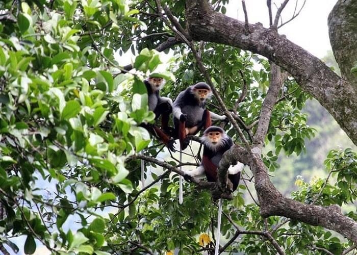 Khu bảo tồn thiên nhiên Nà Hẩu - Nàng tiên xanh của đại ngàn Văn Yên Khu bảo tồn thiên nhiên Nà Hẩu - Nàng tiên xanh của đại ngàn Văn Yên