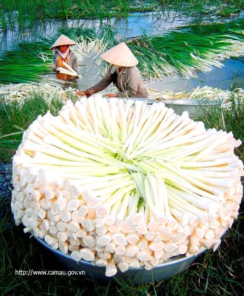 Khám phá rừng tràm U Minh Hạ