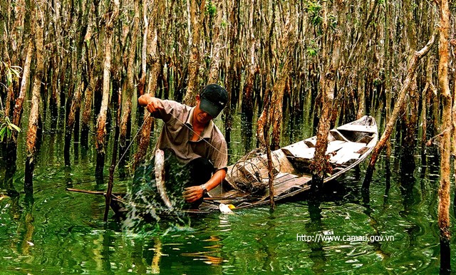 Khám phá rừng tràm U Minh Hạ