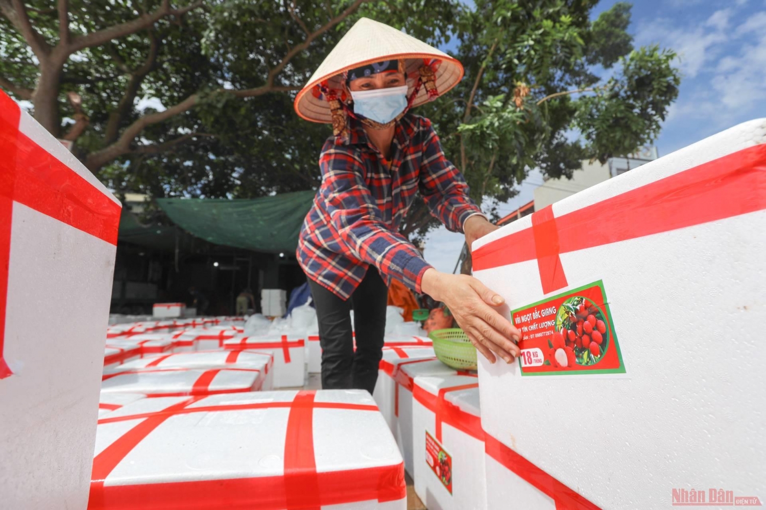 Rực rỡ sắc đỏ tại "vương quốc" vải thiều Bắc Giang Rực rỡ sắc đỏ tại "vương quốc" vải thiều Bắc Giang