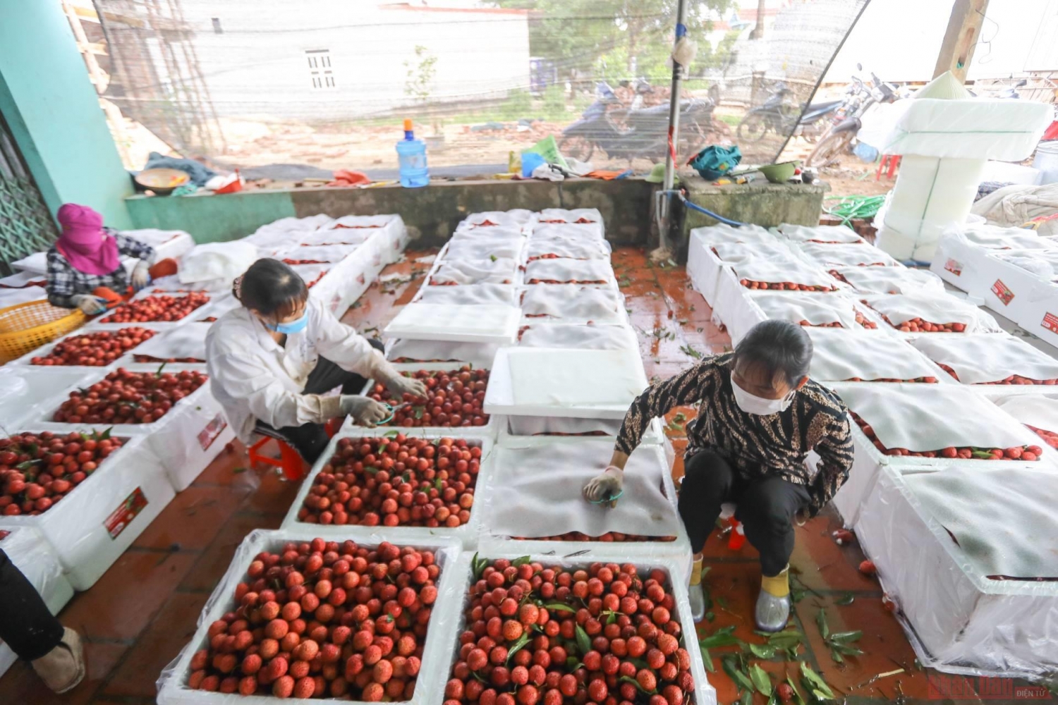 Rực rỡ sắc đỏ tại "vương quốc" vải thiều Bắc Giang Rực rỡ sắc đỏ tại "vương quốc" vải thiều Bắc Giang