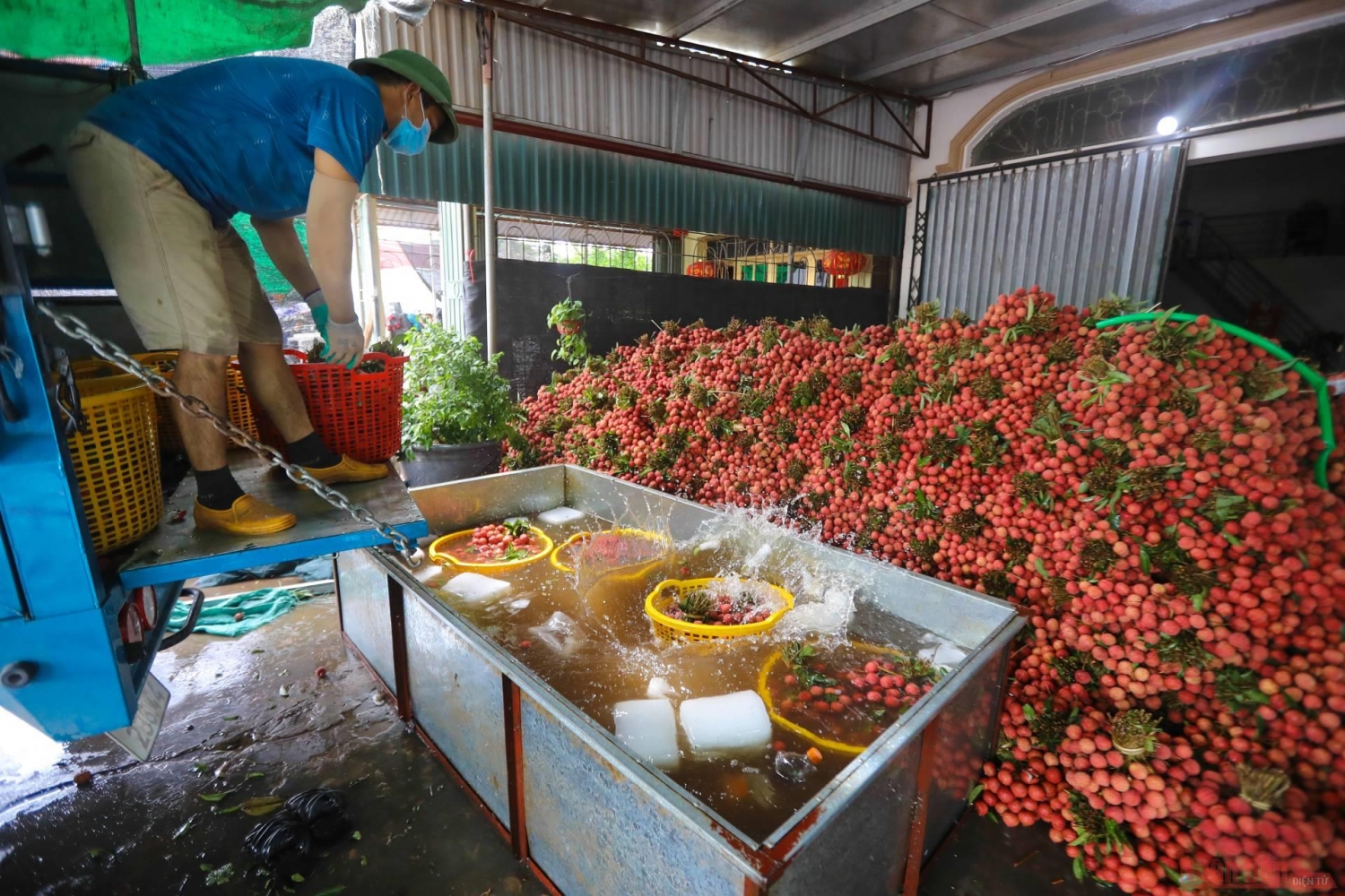 Rực rỡ sắc đỏ tại "vương quốc" vải thiều Bắc Giang Rực rỡ sắc đỏ tại "vương quốc" vải thiều Bắc Giang