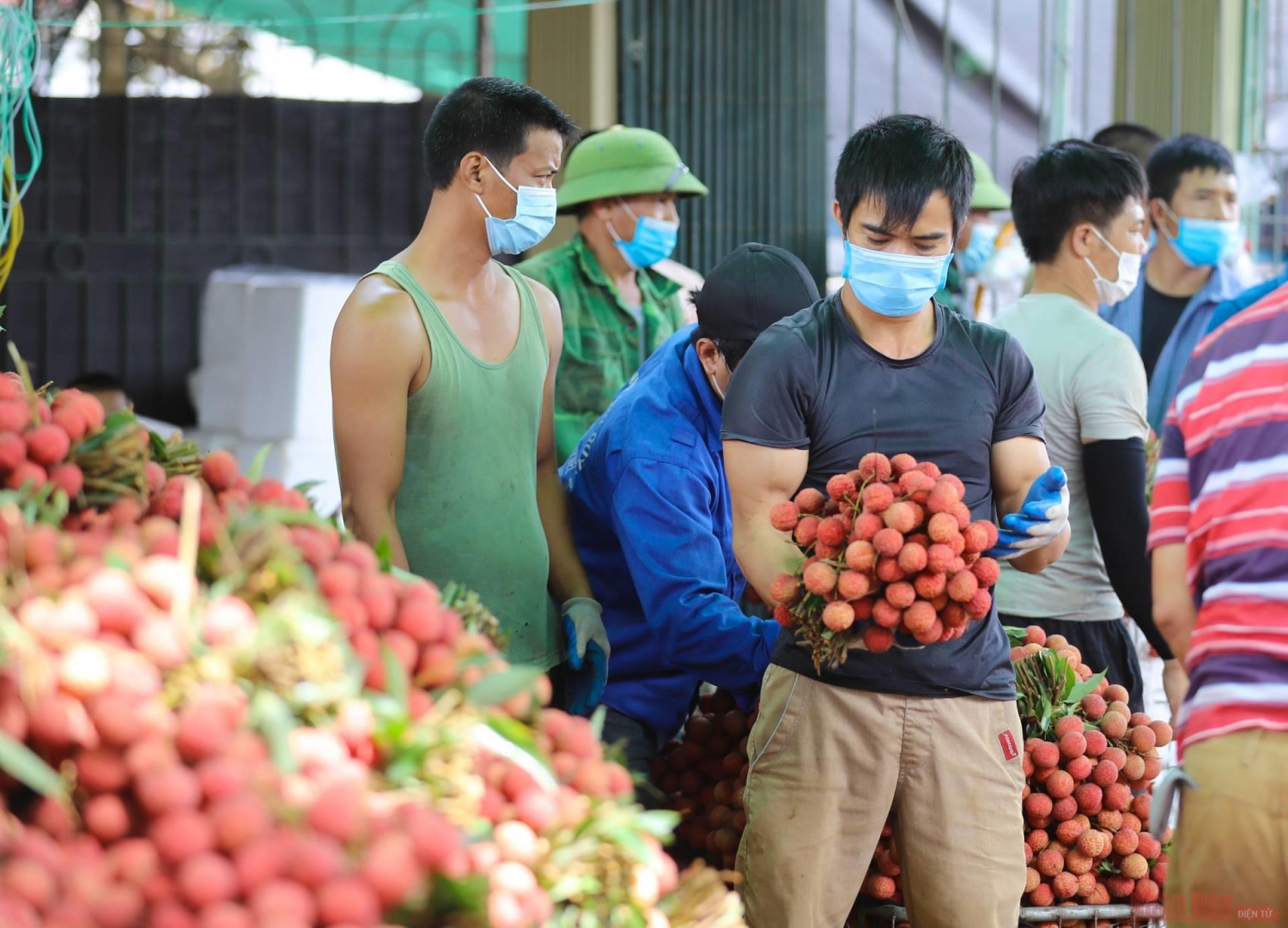 Rực rỡ sắc đỏ tại "vương quốc" vải thiều Bắc Giang Rực rỡ sắc đỏ tại "vương quốc" vải thiều Bắc Giang