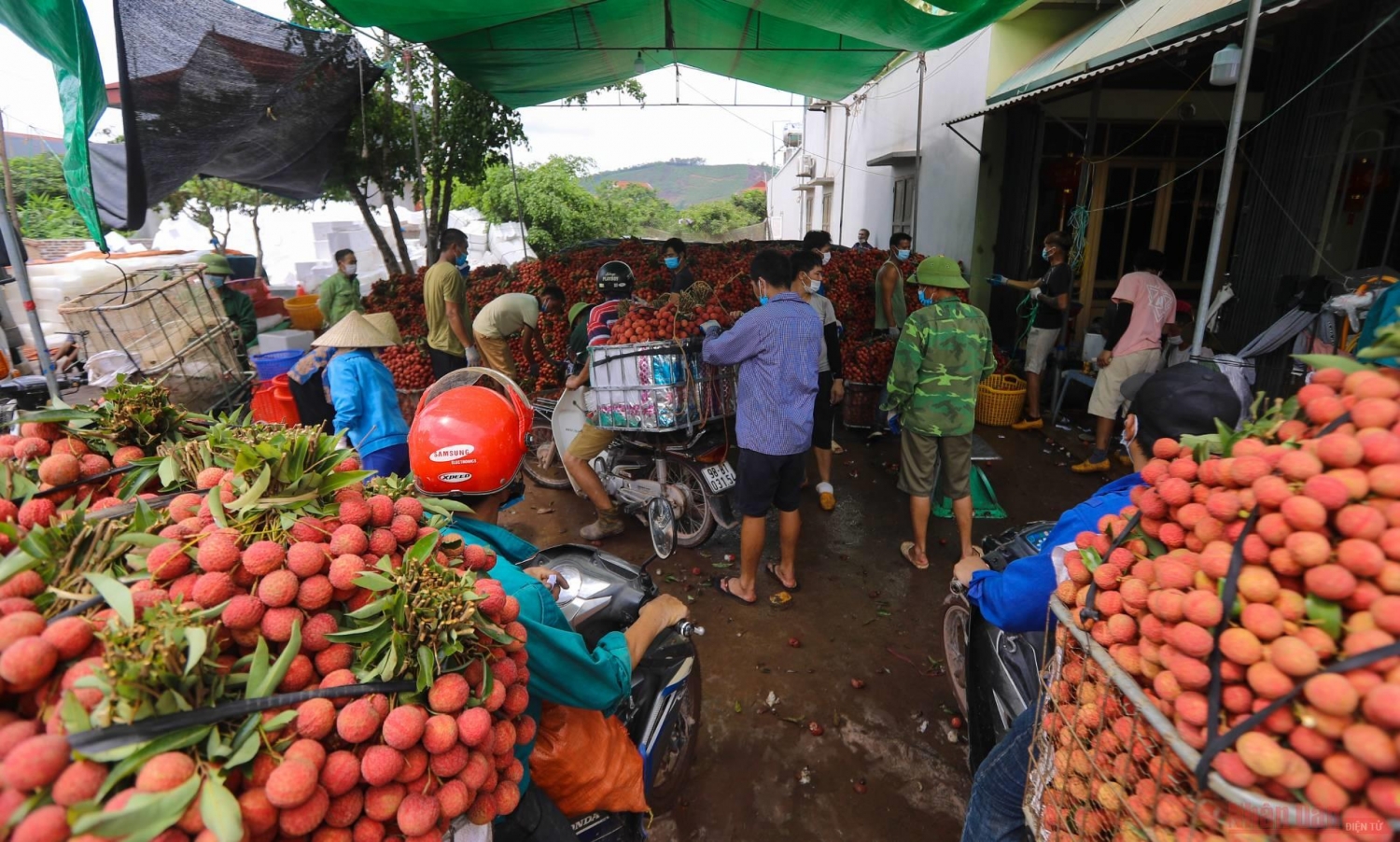 Rực rỡ sắc đỏ tại "vương quốc" vải thiều Bắc Giang Rực rỡ sắc đỏ tại "vương quốc" vải thiều Bắc Giang