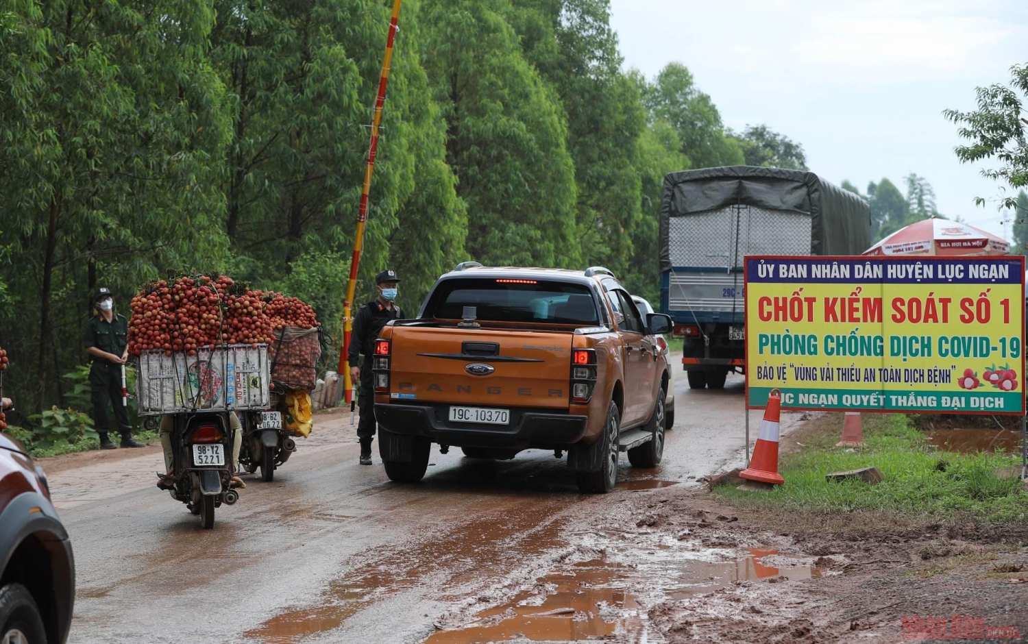 Rực rỡ sắc đỏ tại "vương quốc" vải thiều Bắc Giang Rực rỡ sắc đỏ tại "vương quốc" vải thiều Bắc Giang