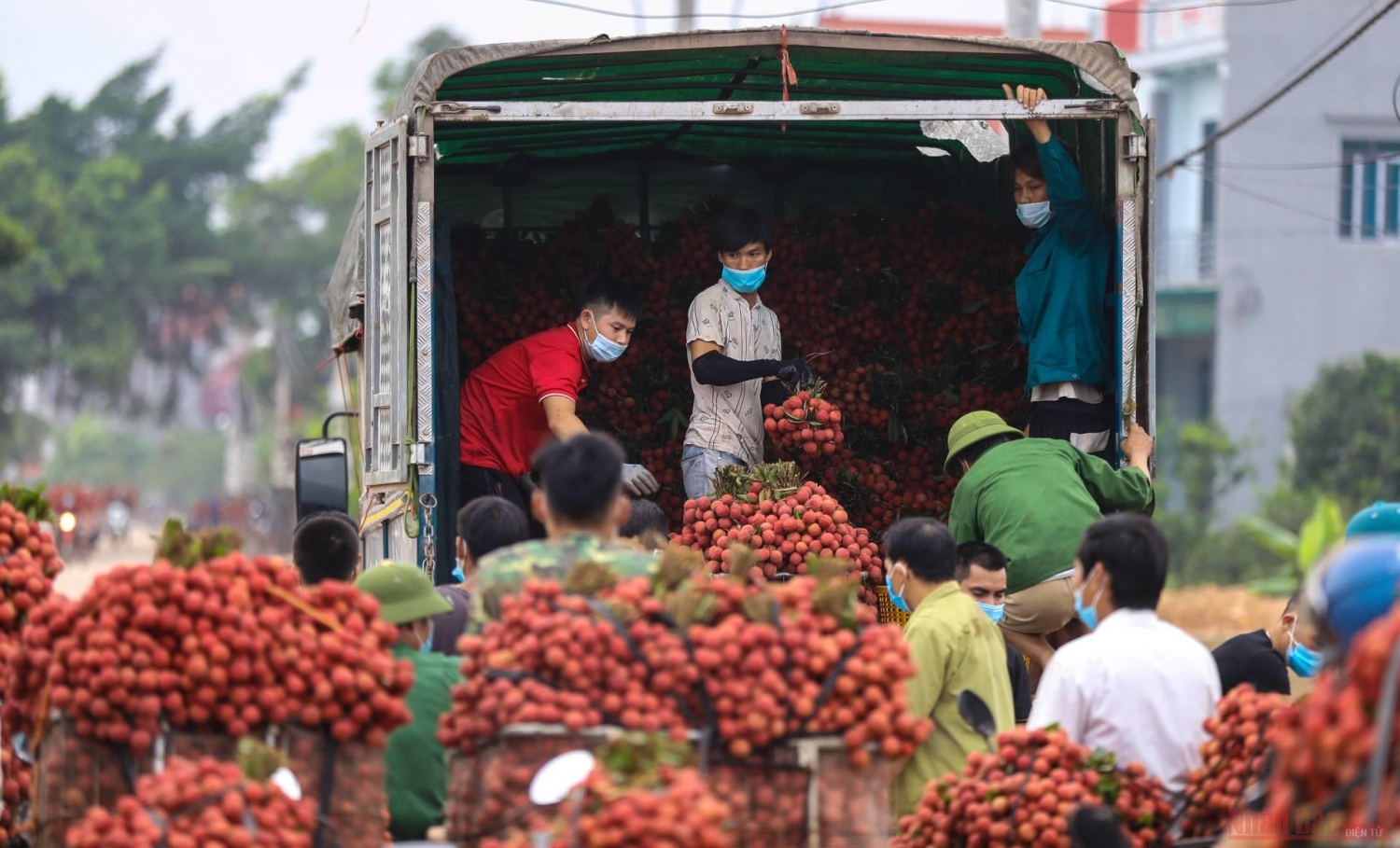 Rực rỡ sắc đỏ tại "vương quốc" vải thiều Bắc Giang Rực rỡ sắc đỏ tại "vương quốc" vải thiều Bắc Giang