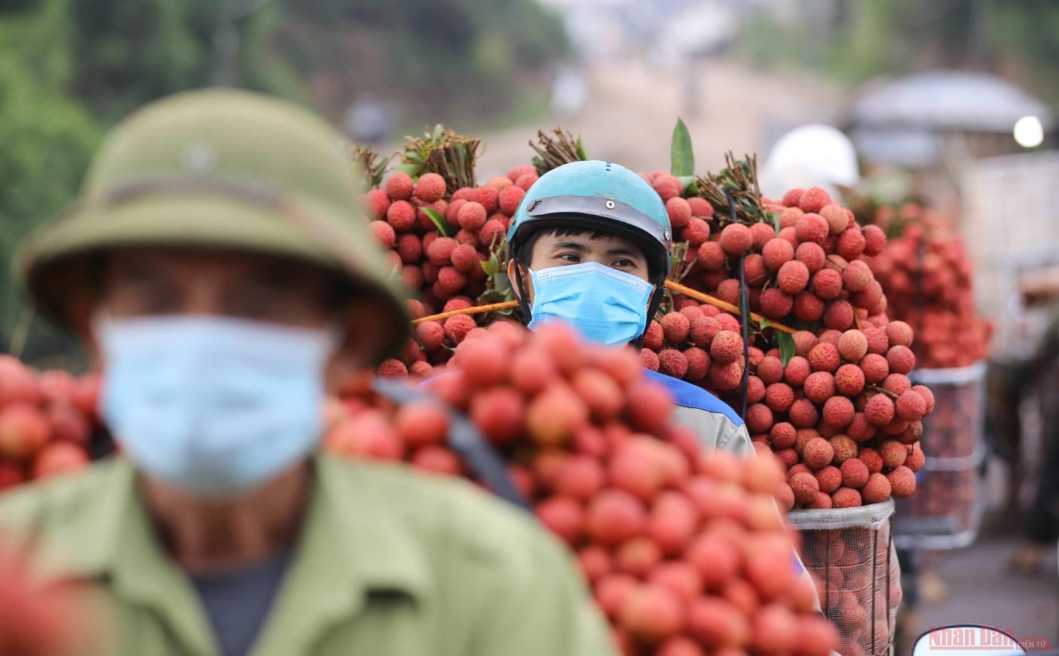 Rực rỡ sắc đỏ tại "vương quốc" vải thiều Bắc Giang Rực rỡ sắc đỏ tại "vương quốc" vải thiều Bắc Giang