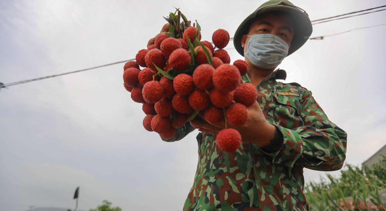 Rực rỡ sắc đỏ tại "vương quốc" vải thiều Bắc Giang Rực rỡ sắc đỏ tại "vương quốc" vải thiều Bắc Giang