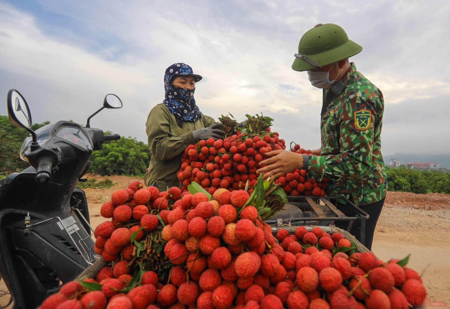 Rực rỡ sắc đỏ tại "vương quốc" vải thiều Bắc Giang Rực rỡ sắc đỏ tại "vương quốc" vải thiều Bắc Giang