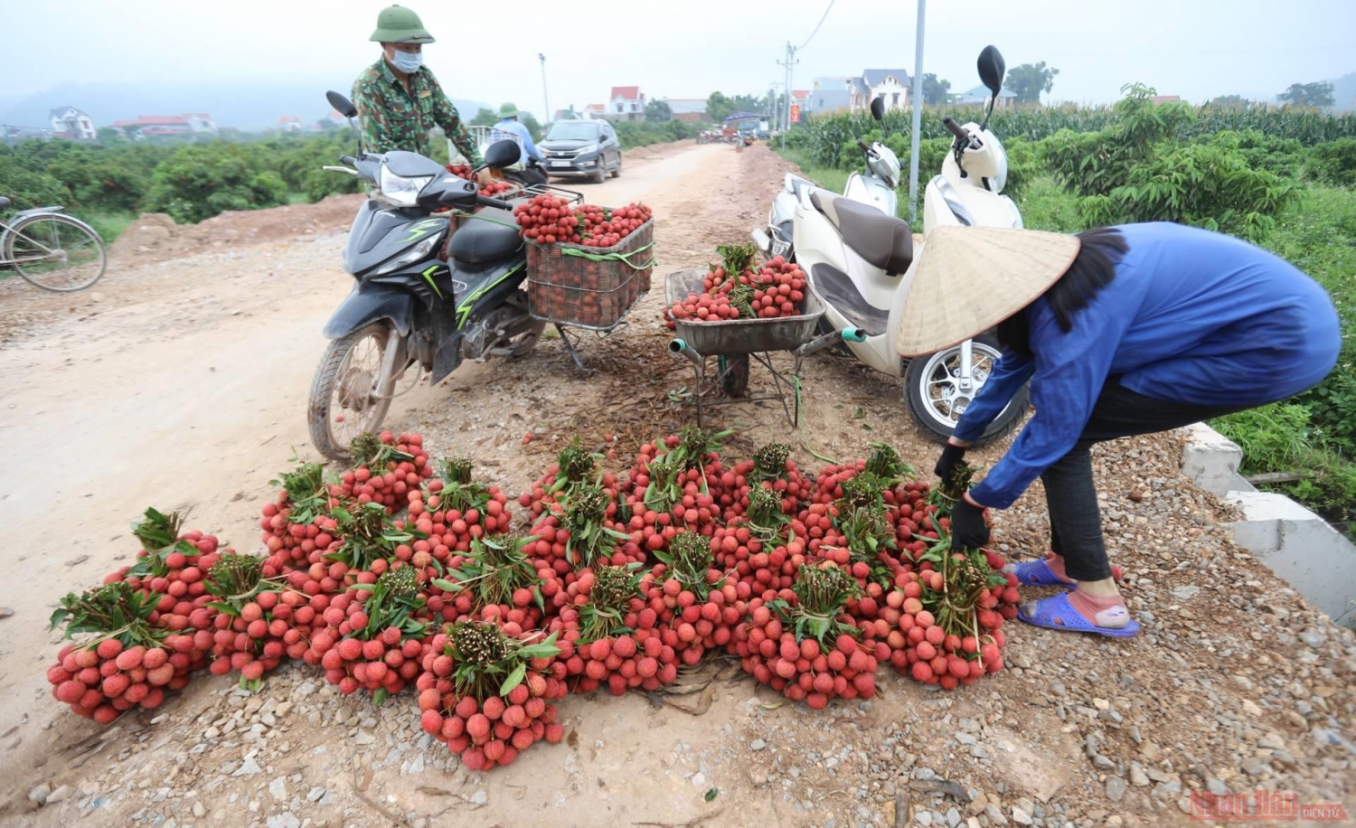 Rực rỡ sắc đỏ tại "vương quốc" vải thiều Bắc Giang Rực rỡ sắc đỏ tại "vương quốc" vải thiều Bắc Giang