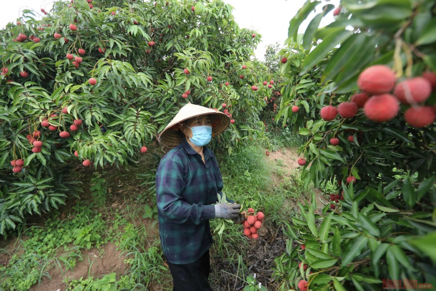 Rực rỡ sắc đỏ tại "vương quốc" vải thiều Bắc Giang Rực rỡ sắc đỏ tại "vương quốc" vải thiều Bắc Giang