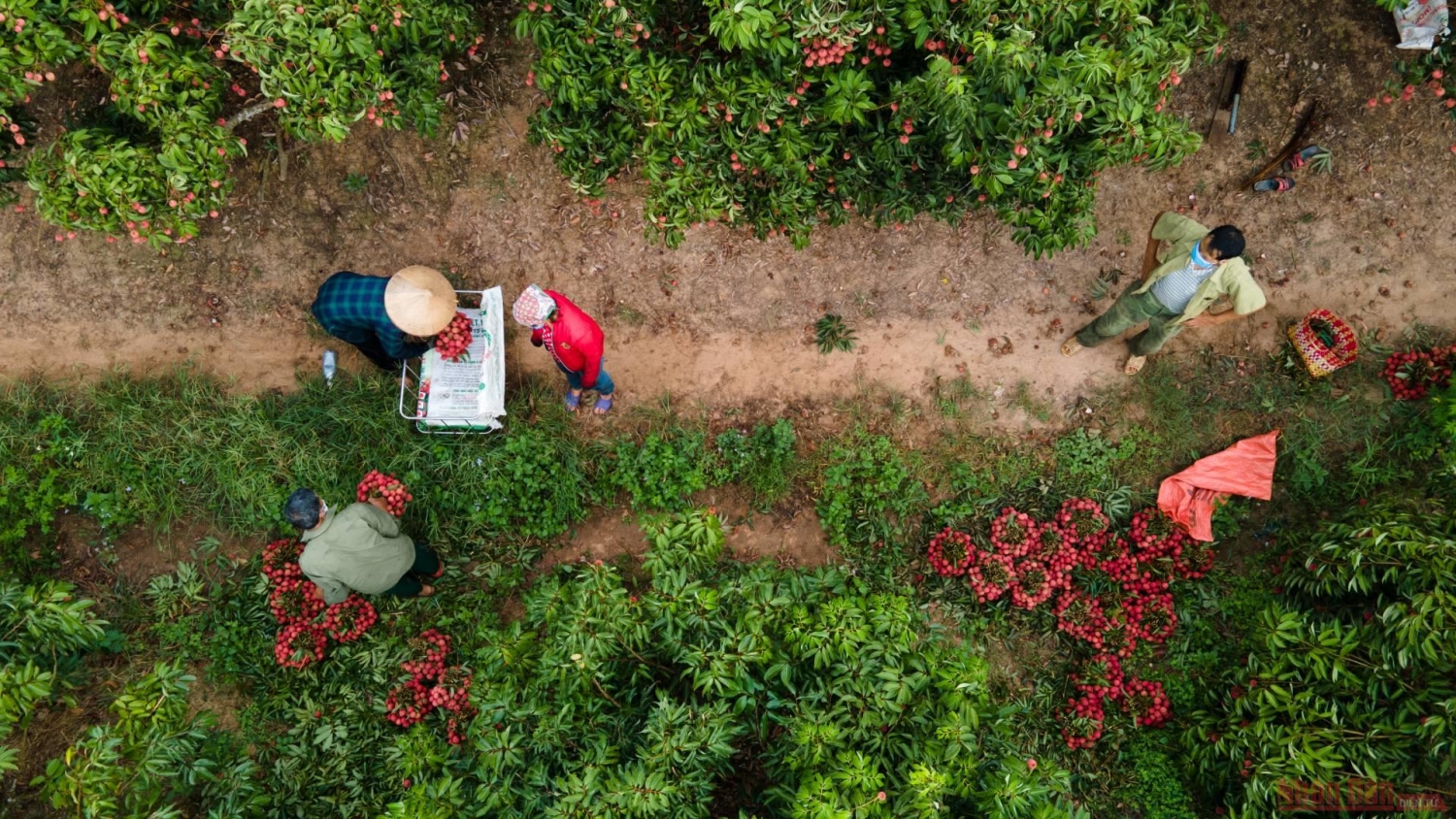 Rực rỡ sắc đỏ tại "vương quốc" vải thiều Bắc Giang Rực rỡ sắc đỏ tại "vương quốc" vải thiều Bắc Giang