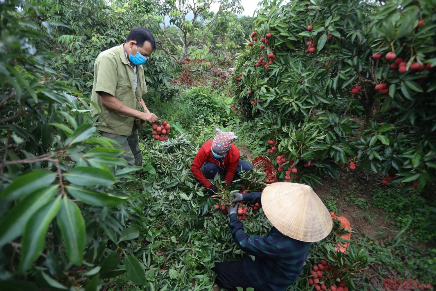 Rực rỡ sắc đỏ tại "vương quốc" vải thiều Bắc Giang Rực rỡ sắc đỏ tại "vương quốc" vải thiều Bắc Giang