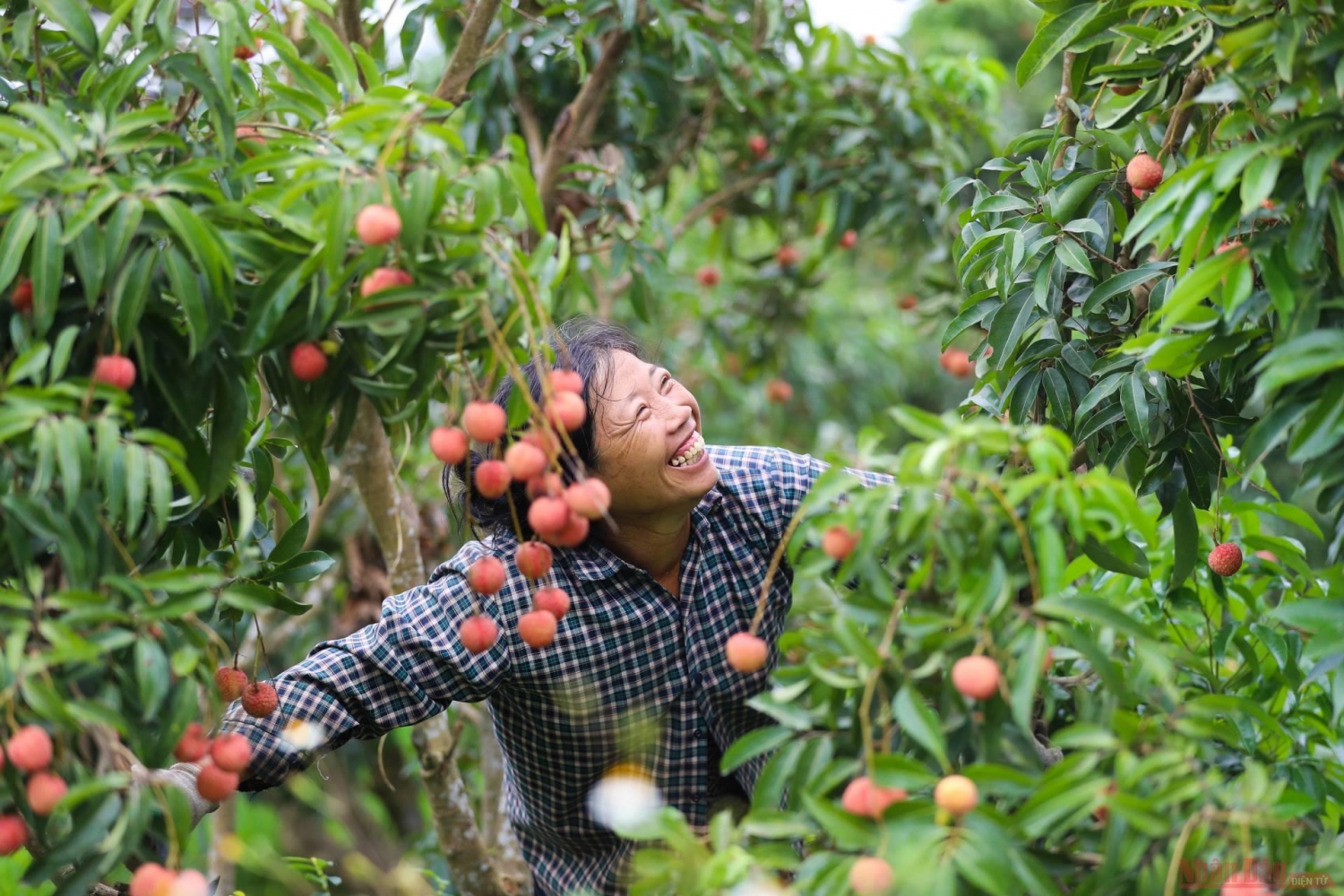 Rực rỡ sắc đỏ tại "vương quốc" vải thiều Bắc Giang Rực rỡ sắc đỏ tại "vương quốc" vải thiều Bắc Giang