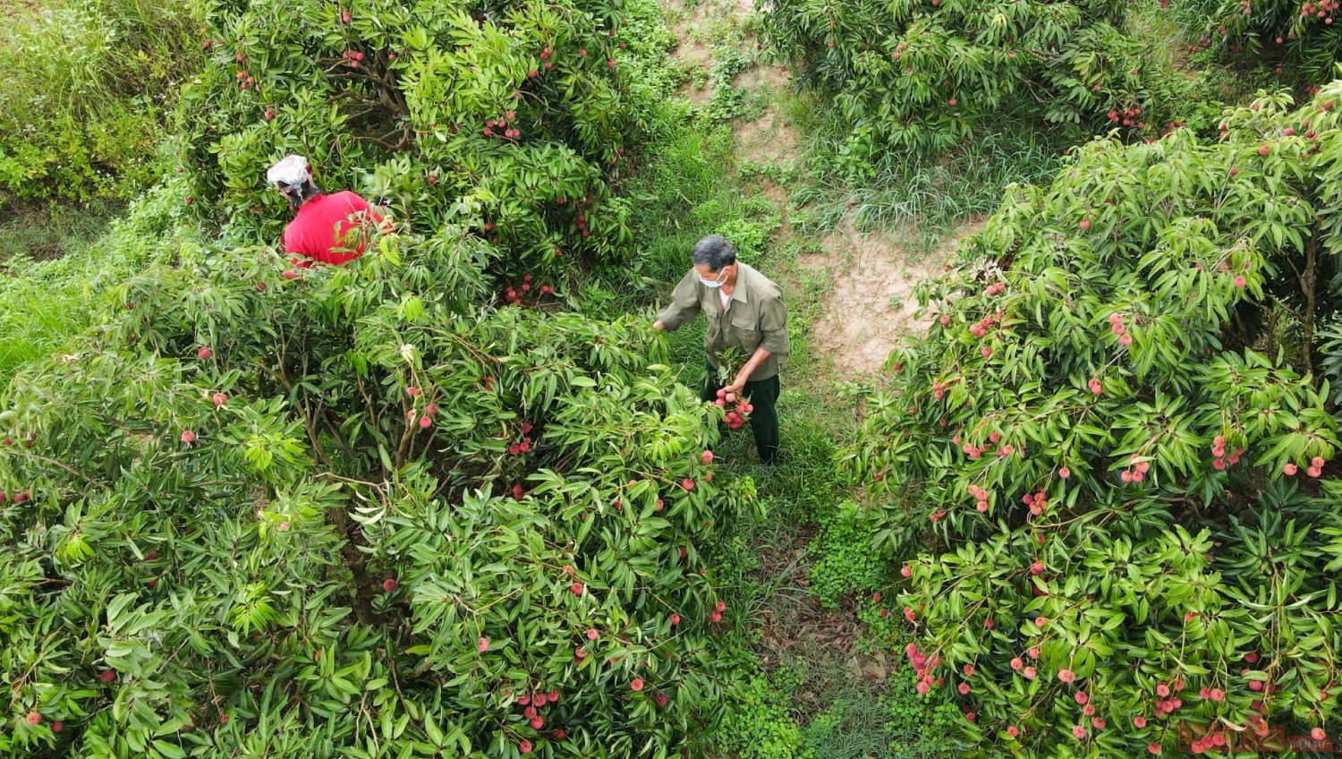 Rực rỡ sắc đỏ tại "vương quốc" vải thiều Bắc Giang Rực rỡ sắc đỏ tại "vương quốc" vải thiều Bắc Giang