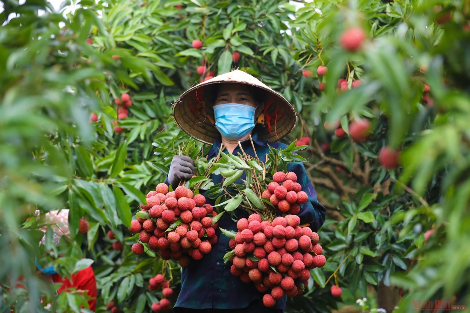 Rực rỡ sắc đỏ tại "vương quốc" vải thiều Bắc Giang Rực rỡ sắc đỏ tại "vương quốc" vải thiều Bắc Giang