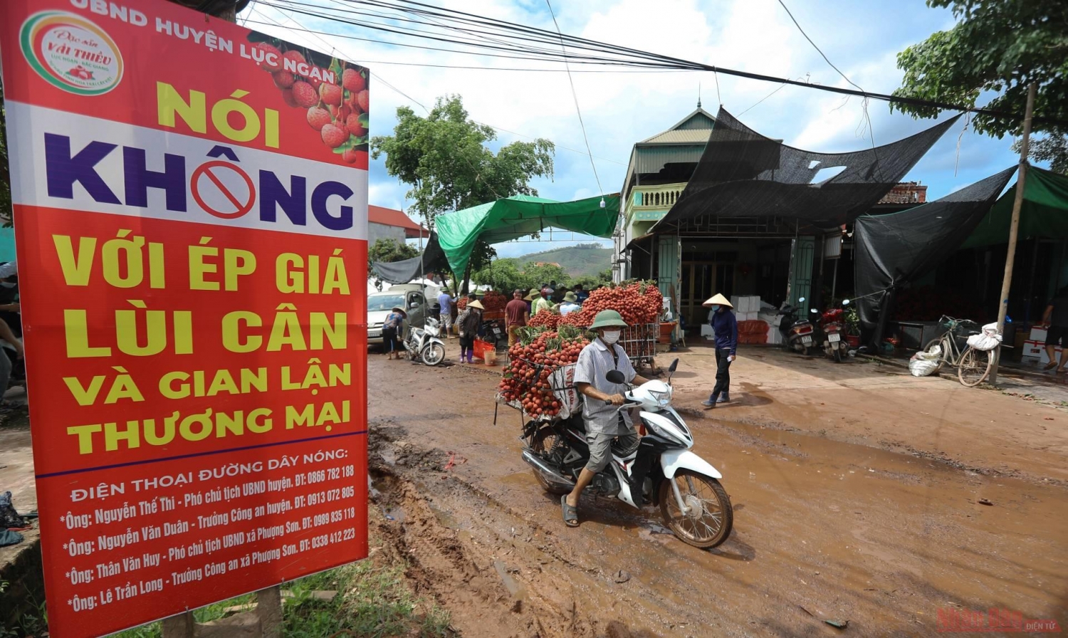 Rực rỡ sắc đỏ tại "vương quốc" vải thiều Bắc Giang Rực rỡ sắc đỏ tại "vương quốc" vải thiều Bắc Giang