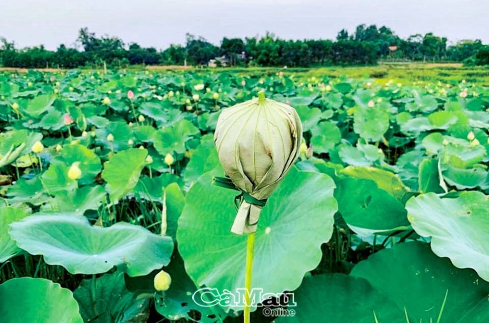 Nghệ thuật ướp trà sen xứ Huế