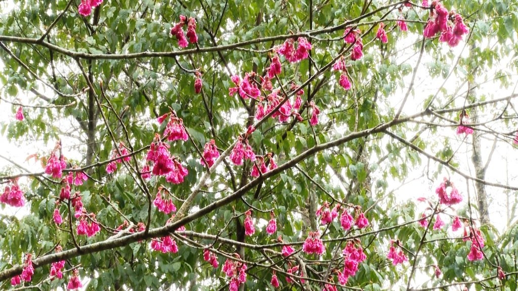 Tiềm năng du lịch khám phá đỉnh Tây Côn Lĩnh