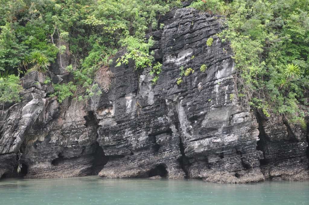 “Săn” san hô trên Vịnh Hạ Long