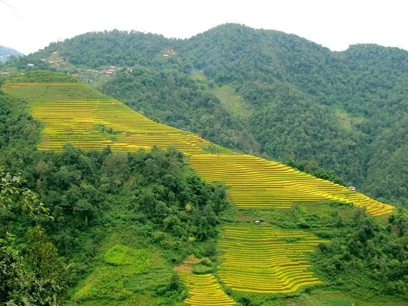 Khám phá mùa lúa chín vàng óng và phiên chợ Sừng ở vùng biên giới Sì Lở Lầu