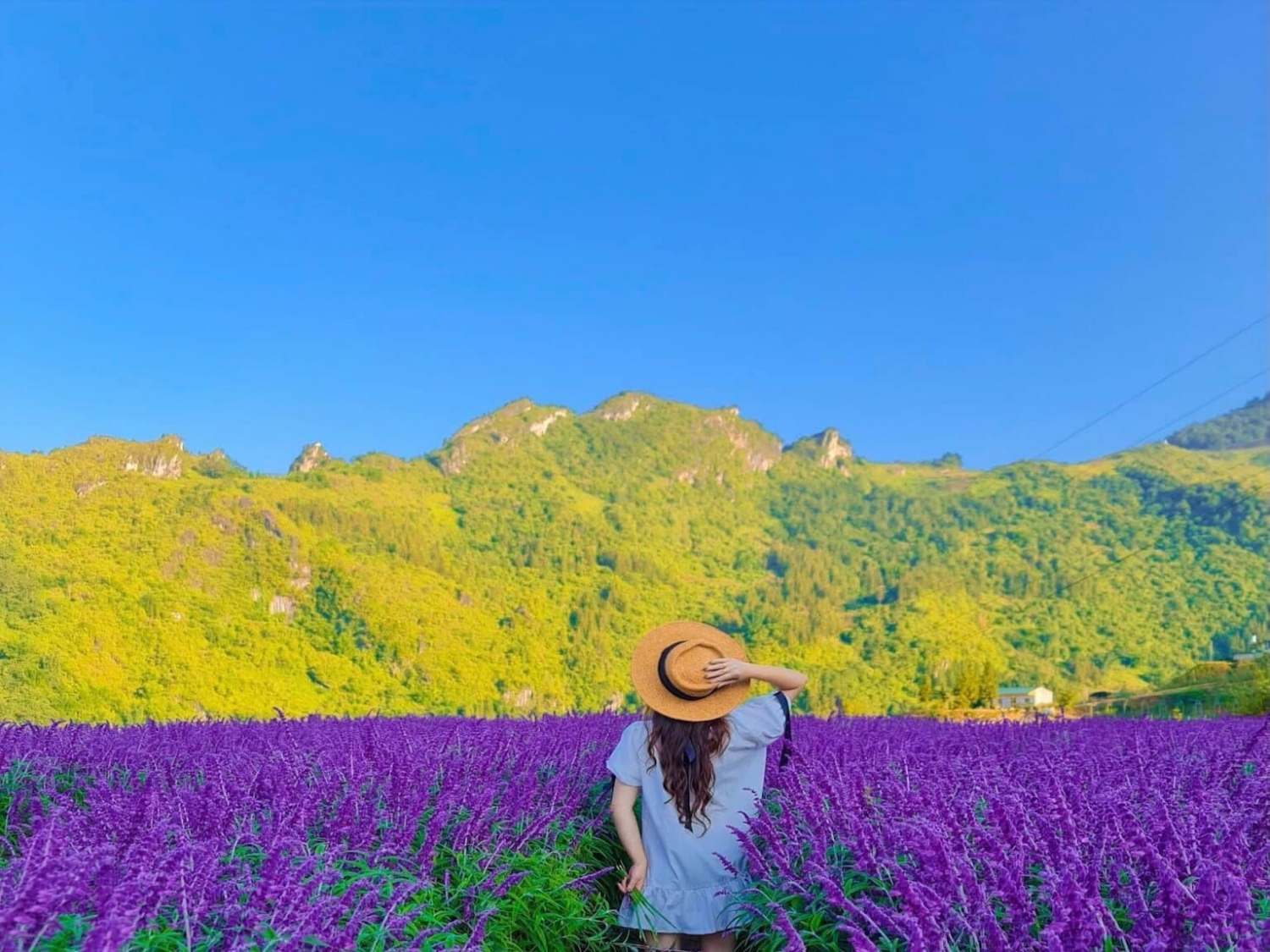 Mê mẩn trước vườn hoa lavender ở Sa Pa